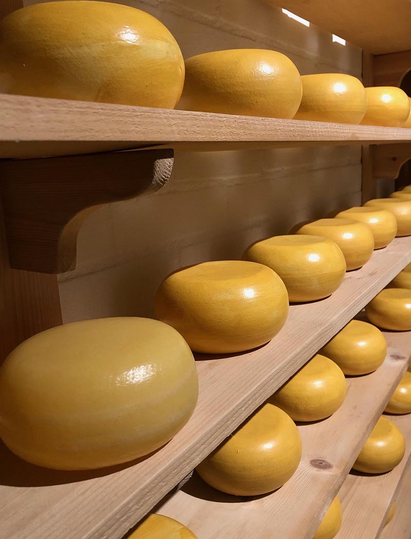 Rows of gouda cheese.