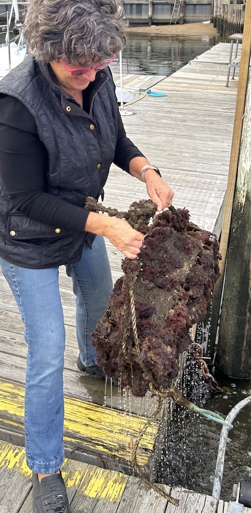 ICE Chef Kathryn Gordon, a woman in a black jacket with short hair and pink glasses, holds up a cage full of oysters and brown seaweed on a dock