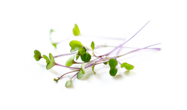 variety of microgreens grown in hydroponic garden at ICE