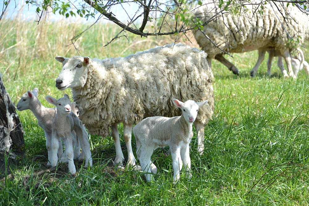 Sheep at Jamison Farm