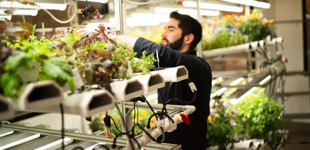 Caleb Raff prunes plants in ICE's hydroponic garden