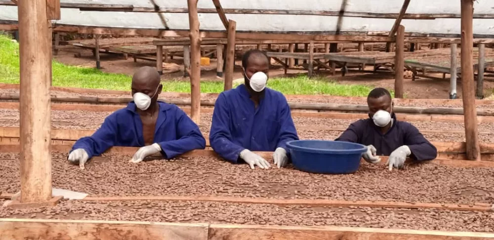 cacao drying process near the Semuliki Forest Region in Uganda