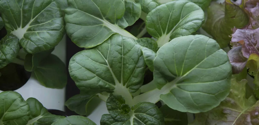 close up of lettuce grown in farm one hydroponic garden in NYC