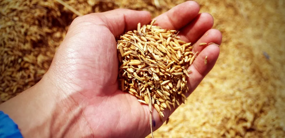 a hand holding uncooked rice