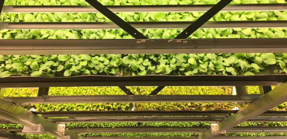 AeroFarms' aeroponic farm grows plants in the air.