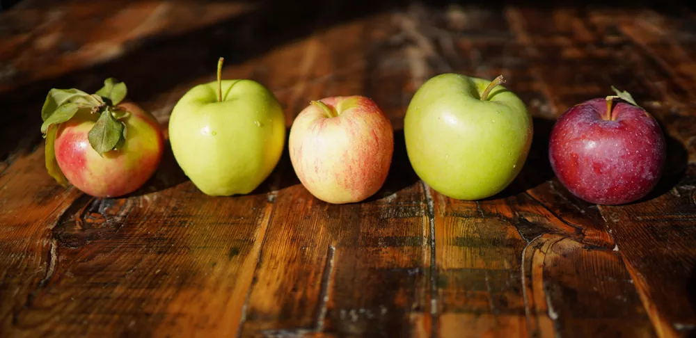 Empire, Gala, Ginger Gold, Honeycrisp and Mutsu apples from Terhune Orchards in Salt Point, New York.