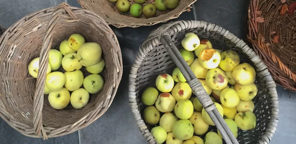 Apples in baskets