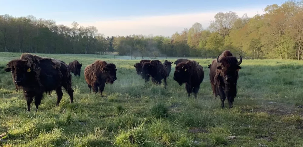 Creamery Brook Bison