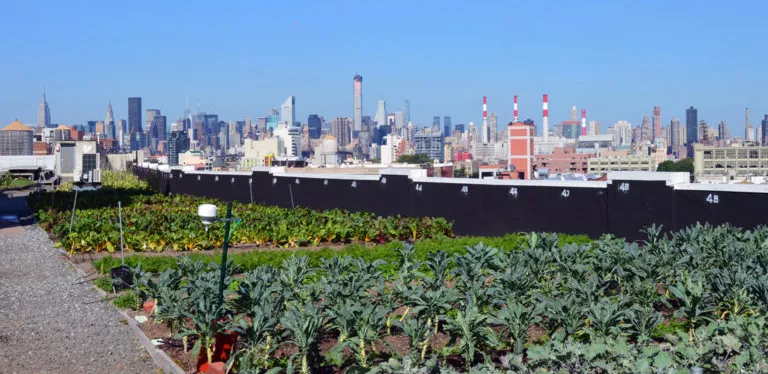 rooftop garden