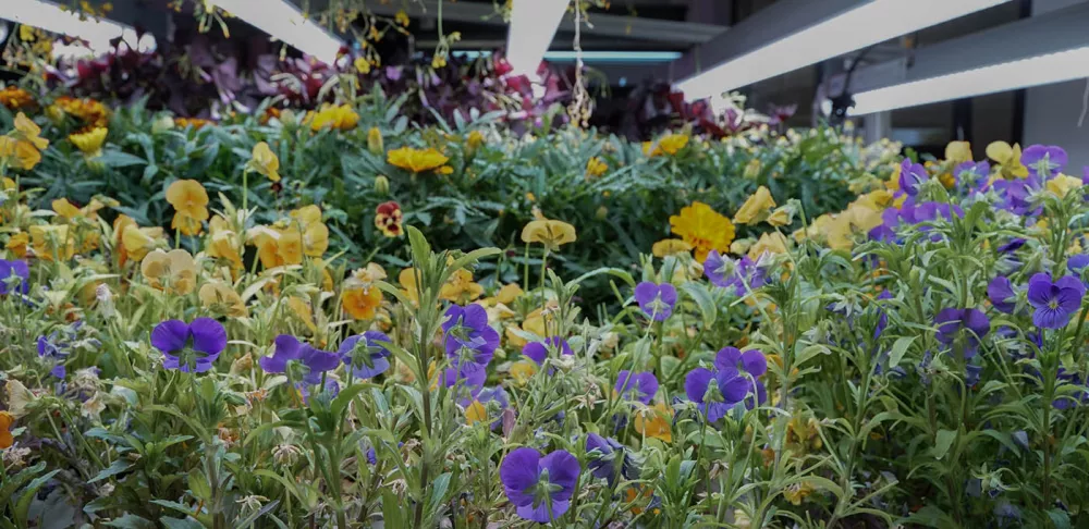 Edible flowers in the hydroponic farm at the Institute of Culinary Education.