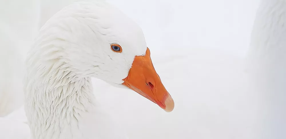 a white goose