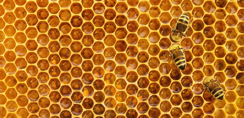 Bees on a honeycomb