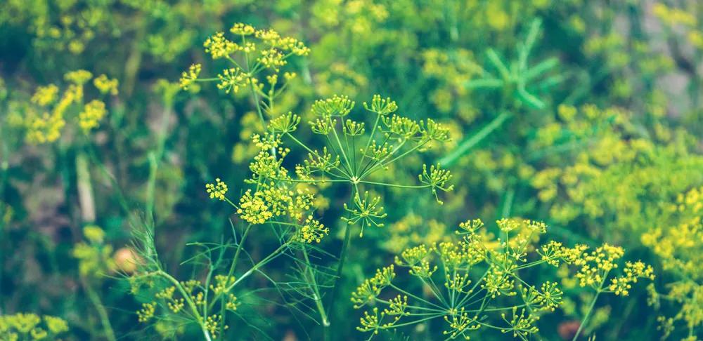 flowering dill plants