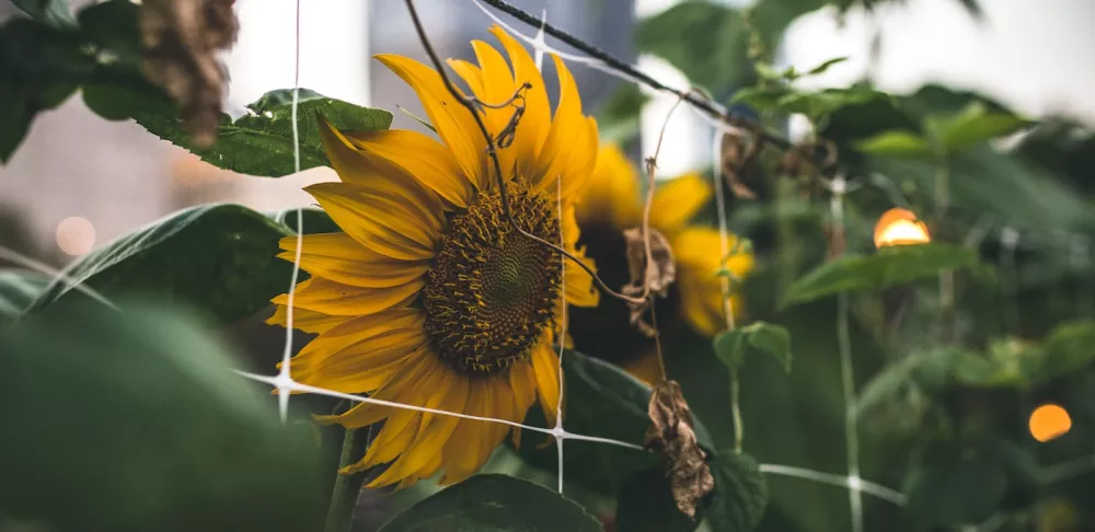 sunflowers