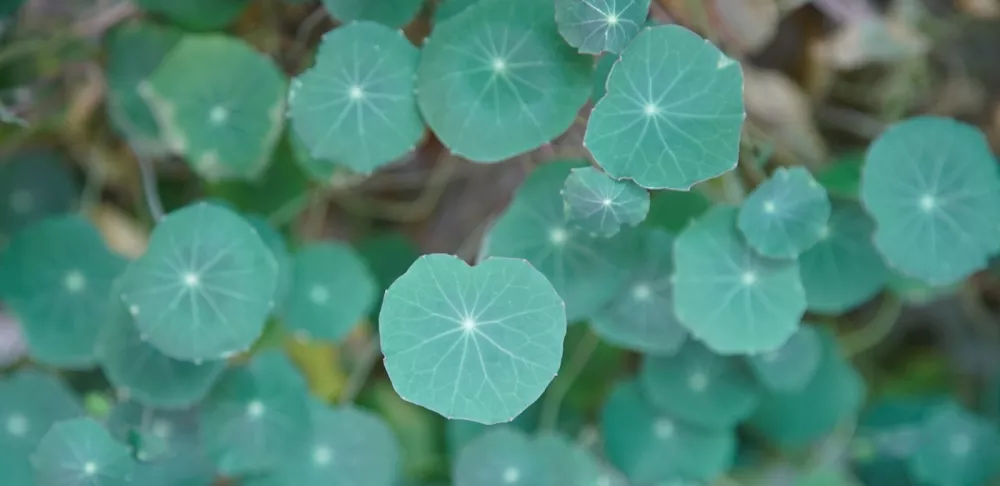 nasturtium in ICE's hydroponic garden