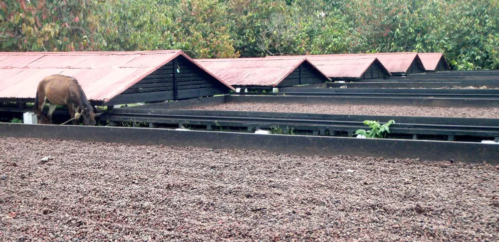 Beans at a plantation in the Dominican Republic