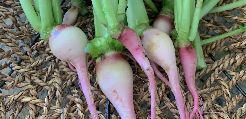 Radishes from Kate Reeb's garden