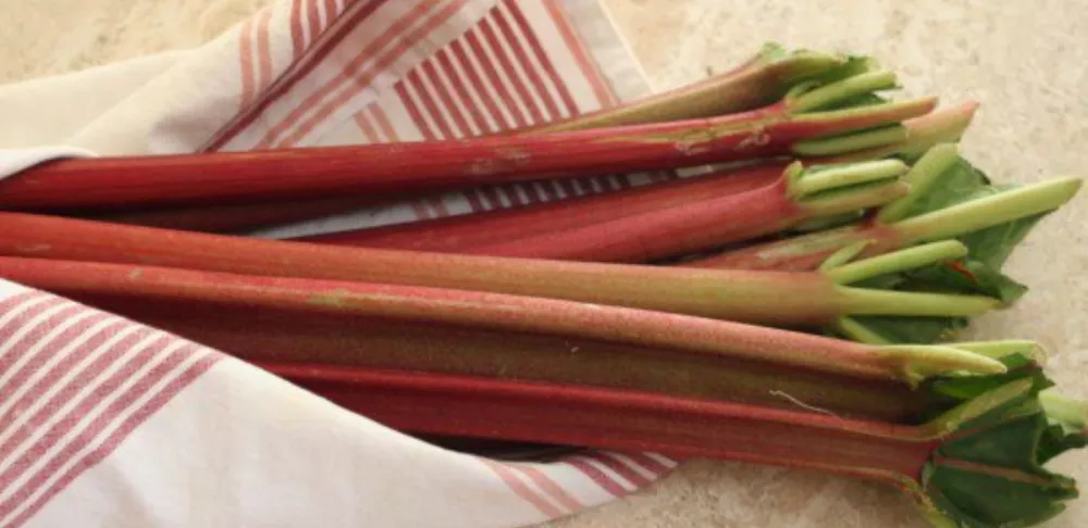 rhubarb stalks