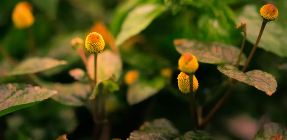 the toothache plant