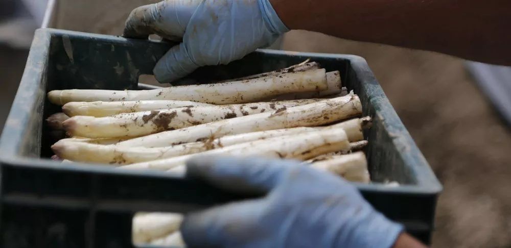 White asparagus stalks are harvested and placed in a plastic box