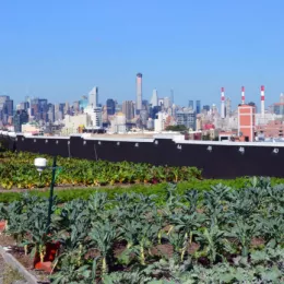 rooftop garden