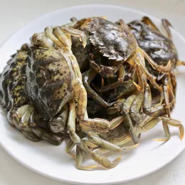 Green crabs