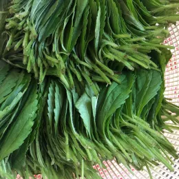 perilla leaves