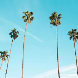 West coast palm trees against a blue sky, photo by Jacob Repko via Unsplash