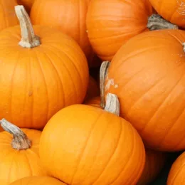 Pile of pumpkins