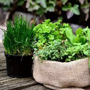 Fresh green herbs sit in pots next to each other