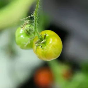 tomato growing in hydroponic garden at institute of culinary education