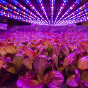 AeroFarms' aeroponic farm grows plants with LED lights.