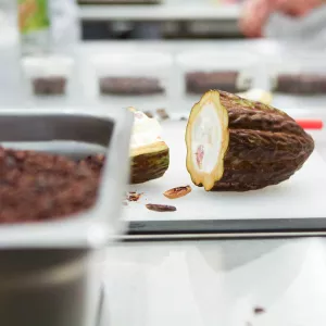raw cacao bean on cutting board