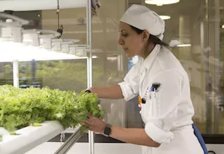 An ICE student cuts herbs in the ICE hydroponic garden