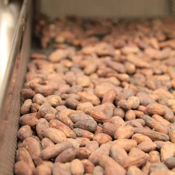 Cacao beans