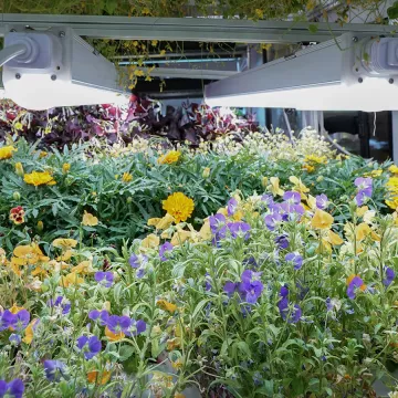 Edible flowers in the hydroponic farm at the Institute of Culinary Education.