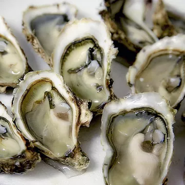 oysters