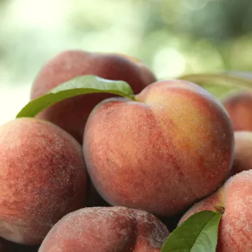 Georgia peaches