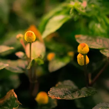 the toothache plant