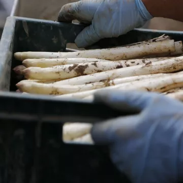 White asparagus stalks are harvested and placed in a plastic box