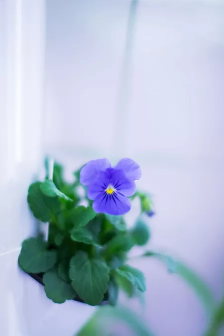 An edible flower grown in the hydroponic garden at ICE