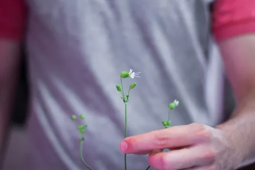 A man holds an edible flower in the hydroponic garden at ICE