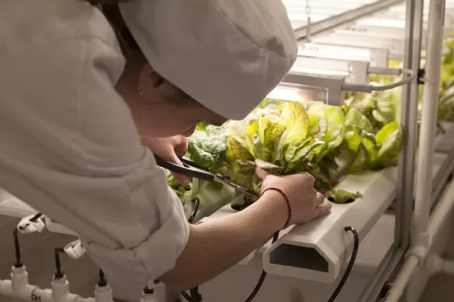 A student cuts lettuces in the hydroponic garden at ICE