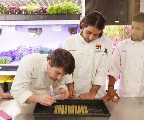 ICE students use tweezers to top plated delicacies with fresh herbs from on-campus hydroponic garden