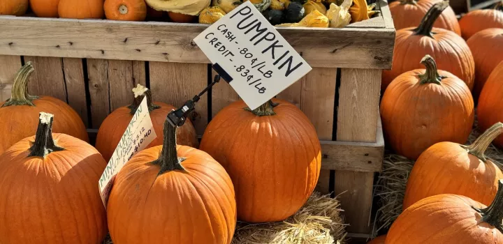 Assorted orange pumpkins sit on the ground at a market