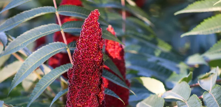What Is Sumac?  Institute of Culinary Education