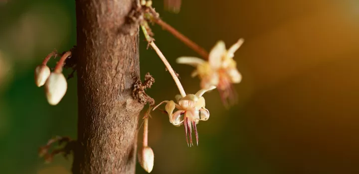 cacao flower