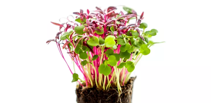 microgreens grown in hydroponic garden at institute of culinary education