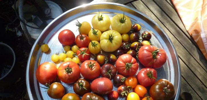 Mixed heirloom tomatoes.