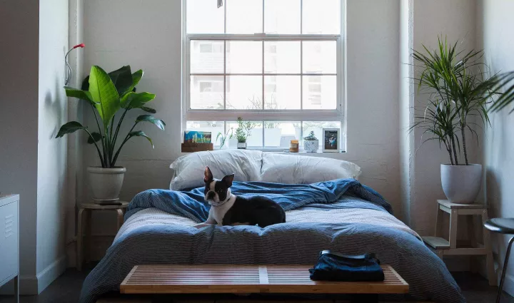 A dog sits on a bed in a bright and airy bedroom in Los Angeles